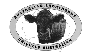 Australian Shorthorn